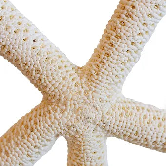 Starfish Bottle