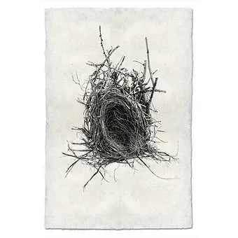 Barloga Nest Studies