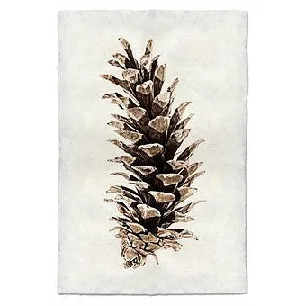 Western White Pinecone Study