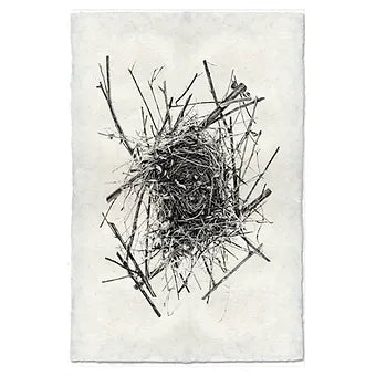 Barloga Nest Studies