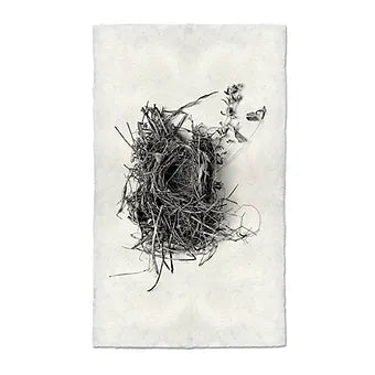 Barloga Nest Studies
