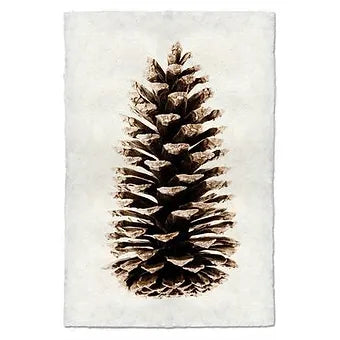 Loblolly Pinecone Study