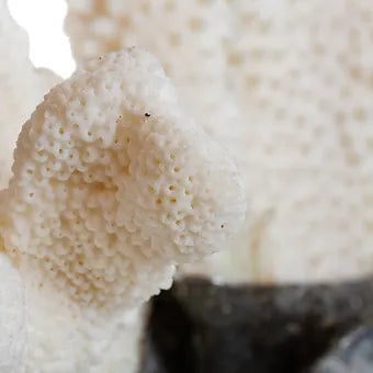 White Coral Blue Calcite Bottle