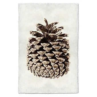 Ponderose Pine Study