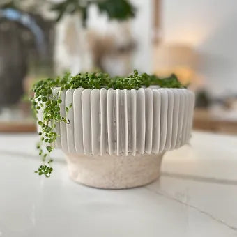 Walton Compote