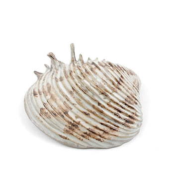 Oceanology Channeled Clam Shell Dish