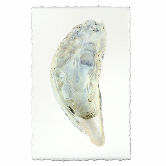 Barloga Oyster Studies