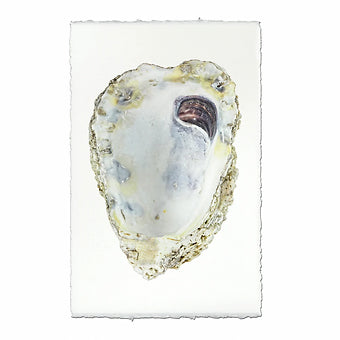 Barloga Oyster Studies