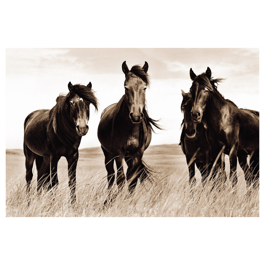 Wild Horses of Sable Island