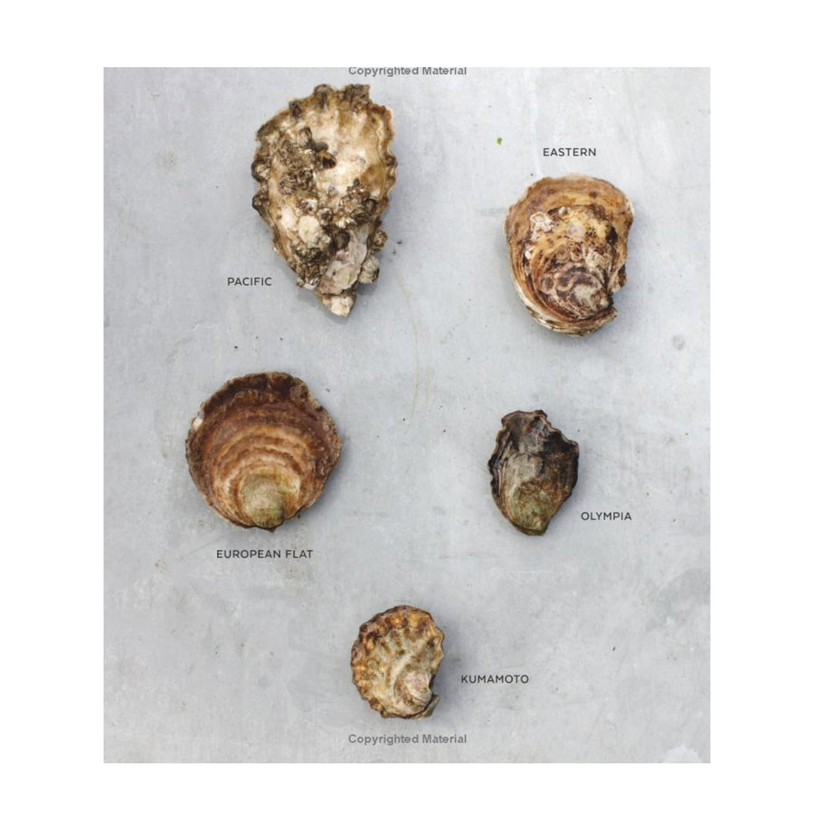 OYSTERS