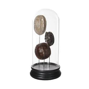 Bell Jar with Turtles