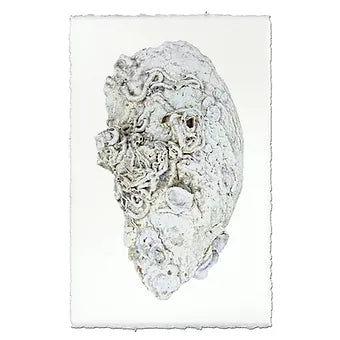 Barloga Oyster Studies
