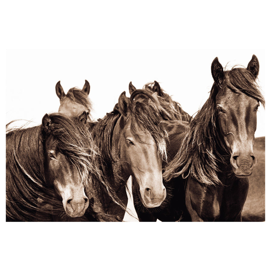 Wild Horses of Sable Island