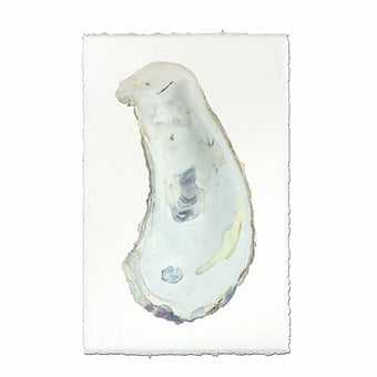 Barloga Oyster Studies
