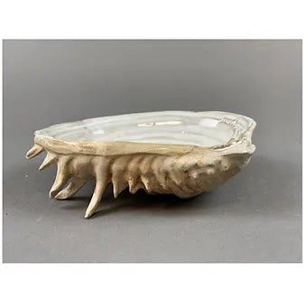 Oceanology Channeled Clam Shell Dish