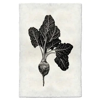Barloga Vegetable Studies