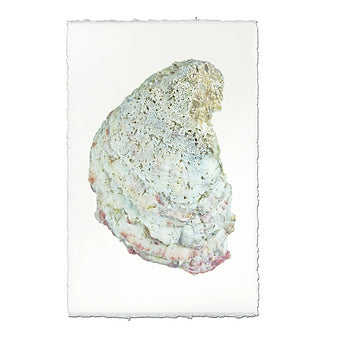 Barloga Oyster Studies