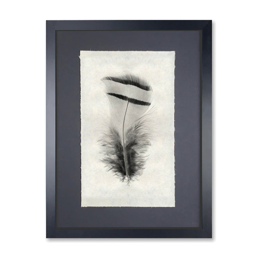 Framed Feather Print