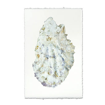 Barloga Oyster Studies