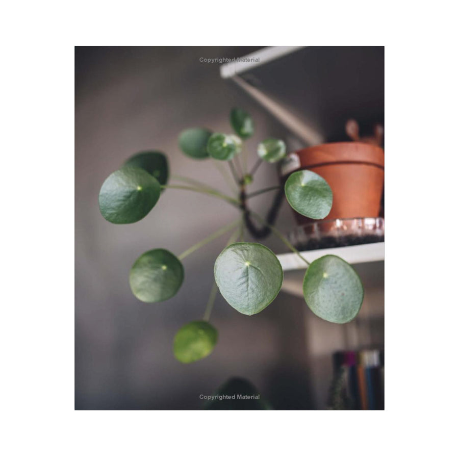 Plant Tribe